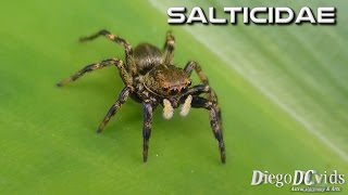 Phiale sp Brown Jumping spider with white pedipalps Salticidae Aranha Saltadora [upl. by Sid40]