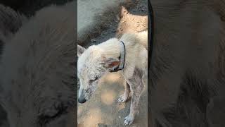 abhi ham log ka dog log bimar log ko acche se treatment kar rahe hain ham log🥰😍😘 [upl. by Ever193]