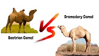 Bactrian Camel vs Dromedary Camel [upl. by Maureene577]