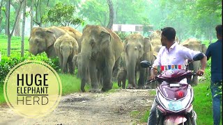 Huge Wild Elephant herd crossing dholaguri Tea garden road  Dussehra Day 2024 [upl. by Margy]