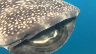 Swimming with Whale Sharks [upl. by Nitsraek]