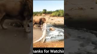 I Watched a Lion Fall into the Water and Heres What Happened [upl. by Assiluy]