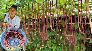 Simple Method To Make Yardlong Beans Fruit Massively  An Unexpected Secret [upl. by Enitsud]