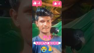 kabootar meri jaan ❤️ pigeon pets birds youtubeshorts viralvideo shorts [upl. by Akiemehs]