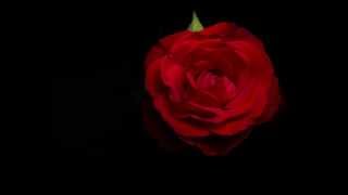 Red Rose Bloom 4K Timelapse [upl. by Atiniv]