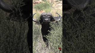 Buffalo in the thick bush Kalahari [upl. by Enitsirhk]