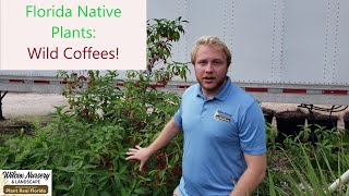 Florida Native Plants Wild Coffee [upl. by Roy791]