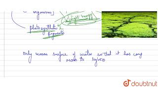 Why do algae live in well lighted areas [upl. by Ikik682]