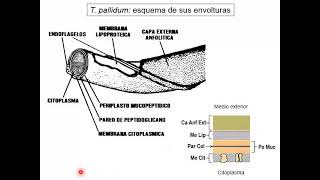 7 Treponema y Leptospira [upl. by Murrell]