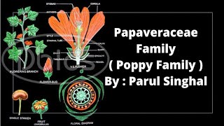 Papaveraceae Family  Poppy Family  Uptgtbiology By  Parul Singhal [upl. by Gytle]