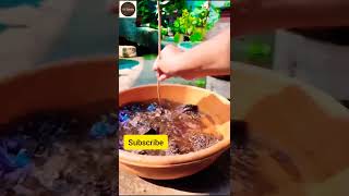 How to make an organic liquid fertilizer from cow dung at home shorts youtubeshorts [upl. by Bohi12]