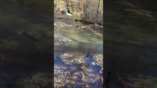 Feeding Trout at Maramec Springs [upl. by Ianaj]