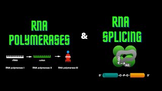 USMLE Step 1  Lesson 13  RNA polymerases and RNA splicing [upl. by Nivag]