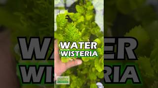 Want An Easy Beginner Plant WATER WISTERIA [upl. by Sweatt]