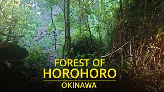 Forest of Horohoro Okinawa Japan  ホロホローの森 具志頭 沖縄  BMPCC OG  Panasonic Lumix 1235 f28 [upl. by Moth112]