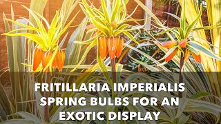 Growing Fritillaria imperialis Bulbs  Autumn Planting for Exotic Spring Flowers [upl. by Okir105]