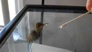 How to raise a baby hummingbird part 2 of 6 [upl. by Hevak]