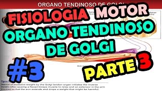 Video de Fisiologia Sistema motor  Organo tendinoso de golgi  Reflejo Flexor y retirada [upl. by Hedelman798]