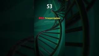 How DNA transcription Occurs inside Our body 😲🧬Explain in 60 second shortdnatranscriptionbiology [upl. by Scharaga]