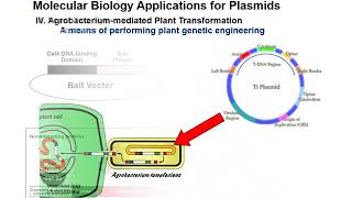 Isolation of Plasmid DNA [upl. by Adihsaar720]