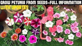 How To Grow Petunia From Seeds With Full Updates [upl. by Durwyn919]