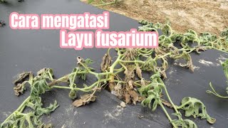 Cara mengatasi layu fusarium [upl. by Nileuqay]