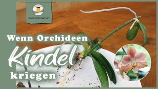 Stark vernachlässigte Orchidee und ihr Kindel retten [upl. by Dew]