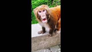 MONO ENERGÚMENO amazing animals funny funnymonkey funnyanimal monkey [upl. by Dall193]