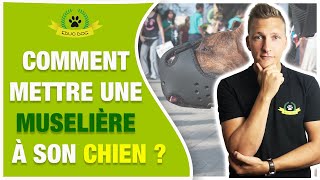 COMMENT METTRE UNE MUSELIÈRE À SON CHIEN [upl. by Ecyar293]