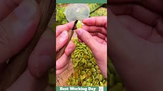 Best working day 1785 Saponaria rice seed cleaning process [upl. by Ihtac161]