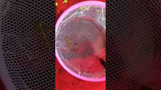 Platy afry fishvideo guppy exoticguppies viralvideo [upl. by Haelak263]