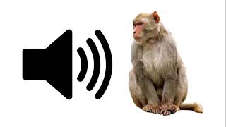 Angry Monkey  Sound Effect  ProSounds [upl. by Tnecillim697]