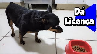 Nick o Pinscher Bravo Nervoso Na Hora da Comida Por favor Não Incomode [upl. by Artenak842]