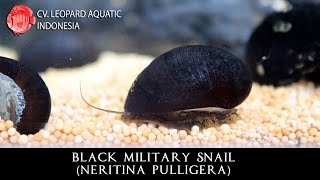 Neritina pulligera The DISCIPLINE BLACK MILITARY snail Leopard Aquatic W014A [upl. by Web]