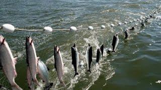 Everyone should watch this Fishermens video  Amazing Automatic Net Fishing Line Catching Big Fish [upl. by Wilkey363]