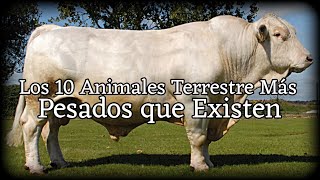 Los 10 Animales Terrestres Más Pesados que Existen [upl. by Llerrej]