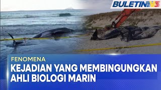 FENOMENA  40 Ikan Paus Terdampar Di New Zealand [upl. by Brand]