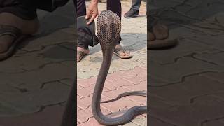 कोबरा हुड क्या है😱🐍🤔What is a cobra hood cobrahood cobrasnake shorts [upl. by Inig]