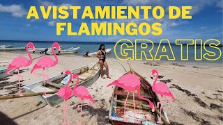 Temporada de flamingos en Chicxulub Yucatán [upl. by Anneiv22]