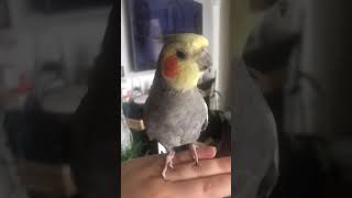 Calopsitte qui chante cockatiel singing [upl. by Lehcin]