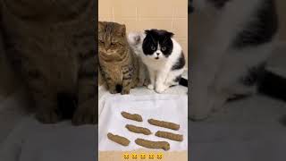 Funny Cat Mind Voice cat funny comedy shorts shortsfeed animals funnycat funnyanimal [upl. by Mackey267]