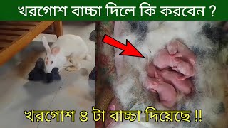 খরগোশ বাচ্চা দিলে কি করবেন খরগোশ পালন  Baby Rabbit Care  Khorgos Palon [upl. by Odlamur]