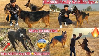 Simba Ki Family Ko Dekhne Gye🐶Simba Ka Bda Bhai😍Etna Gaint Dog😯Rasta Mai Ghumta Mila🐶Kiska Hai [upl. by Atrebla700]