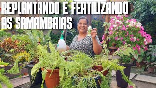 REPLANTANDO E FERTILIZANDO MINHAS SAMAMBAIAS REPLANTE E DICAS DE SAMAMBAIAS  ADUBAÇÃO DE SAMAMBAIA [upl. by Nicolle]