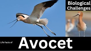 Avocet [upl. by Yatnod591]