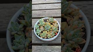 Succulent Tips Propagation Of Pachyphytum Compactum Little Jewel🪴succulents suculentas [upl. by Rosabel265]