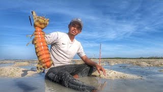 Fishing Giant Mantis Shrimp on a Remote Island Caught in Jumbo Size [upl. by Eardnoed]