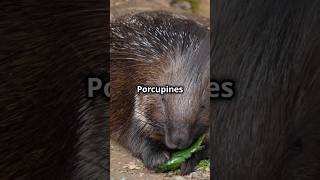 Behind the Spikes Fascinating Porcupine Facts nature animals [upl. by Eical]