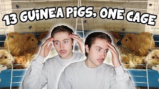 Rescuing 13 Guinea Pigs Living in ONE Cage 😨😱 [upl. by Coffey747]