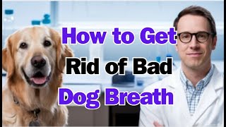 How to Get Rid of Bad Dog Breath Fast [upl. by Acsirp]